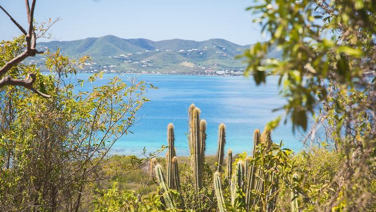 Organ pipe cactus and dry forest above a turquoise bay on St. Croix