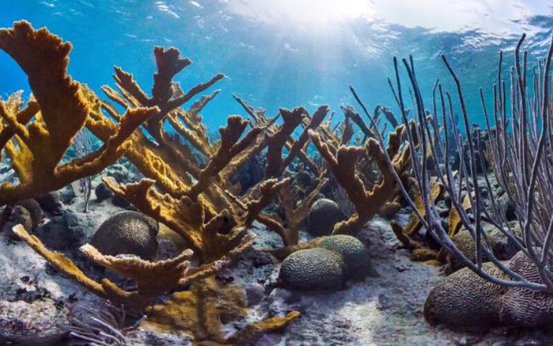 Elkhorn coral and sea fans on the reef at Buck Island