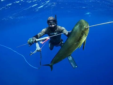A spearfisher underwater with a speared mahi