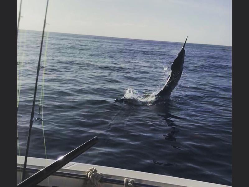 A marlin jumping behind a fishing boat off St. Croix