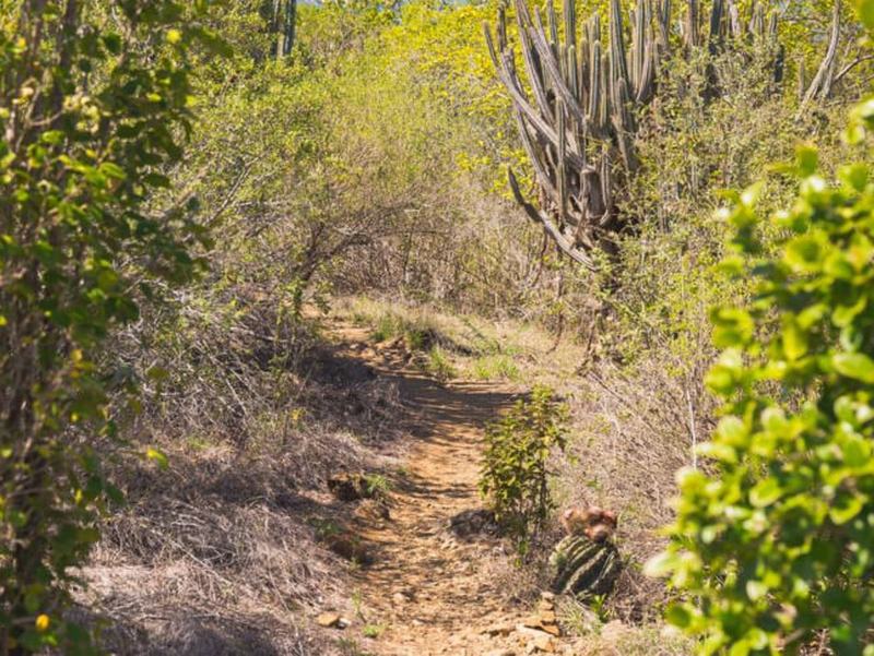 The hiking trail through the dry forest on Buck Island