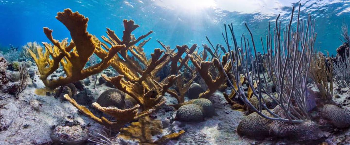 Elkhorn coral and sea fans on the reef at Buck Island Reef National Monument