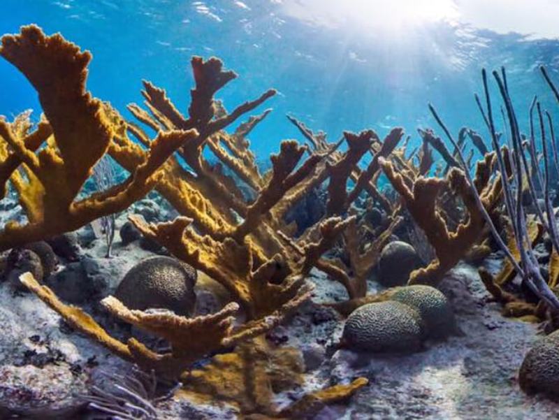 Elkhorn coral and sea fans on the Buck Island reef