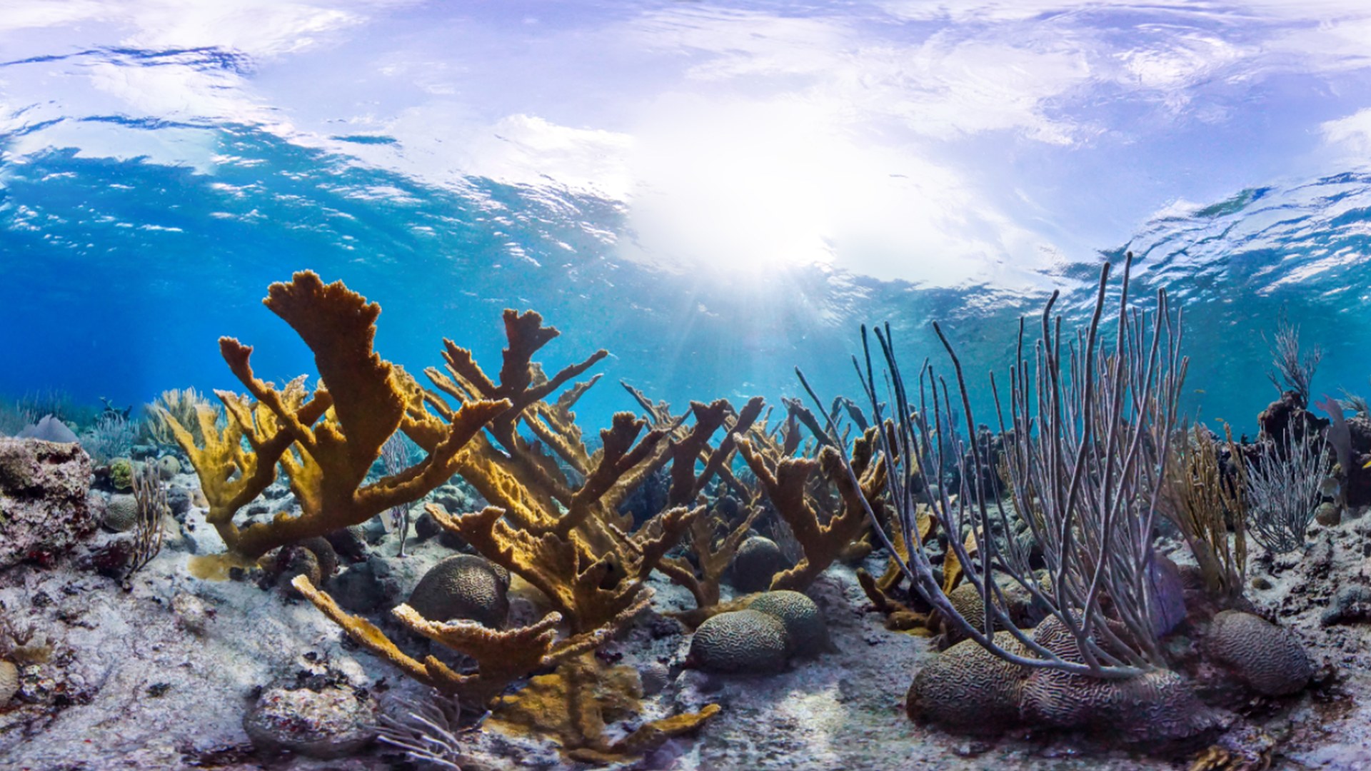 Elkhorn coral panorama on the Buck Island reef, St. Croix