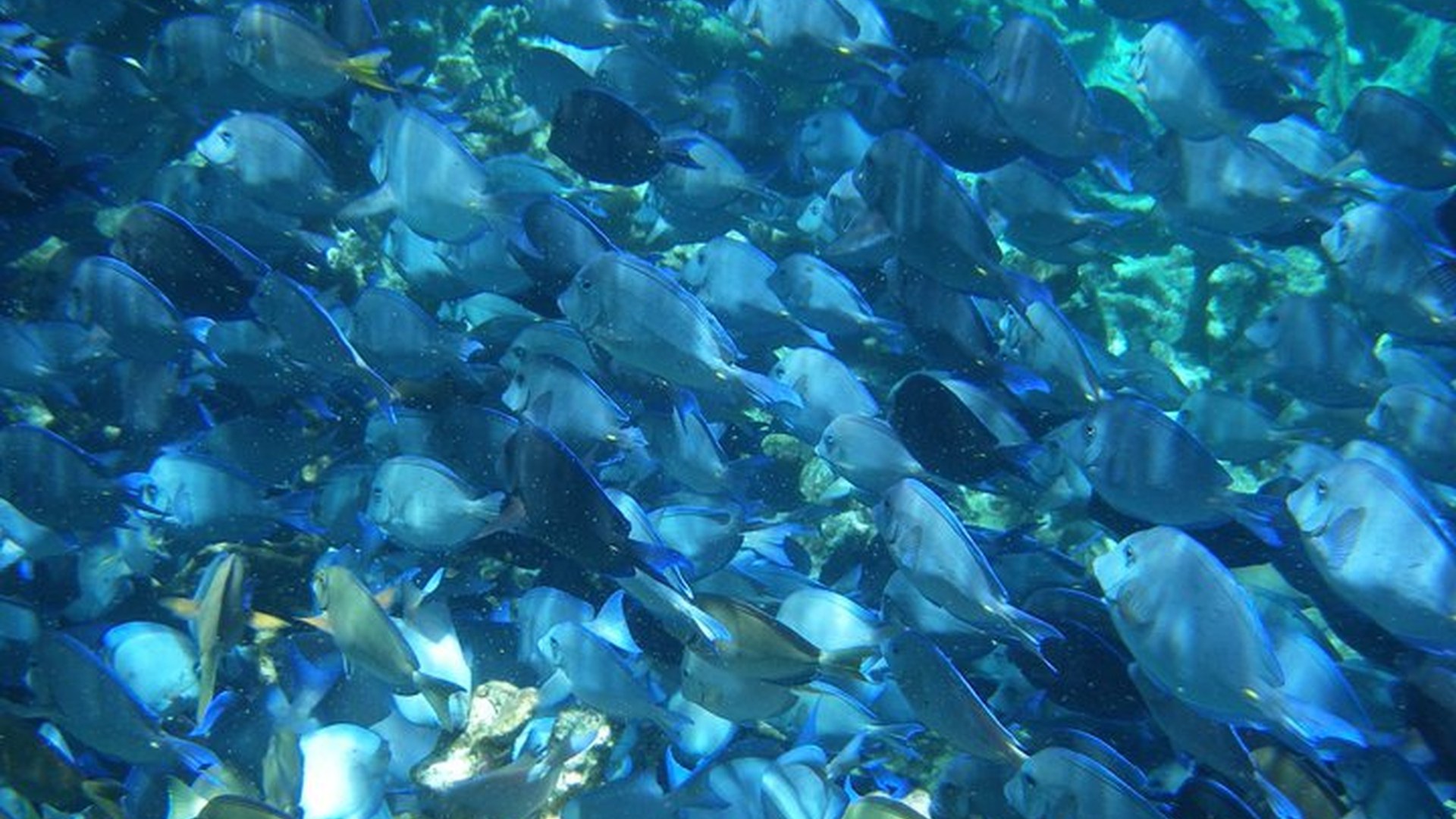 School of blue fish over the reef near Buck Island, St. Croix (photo: JP Horan)