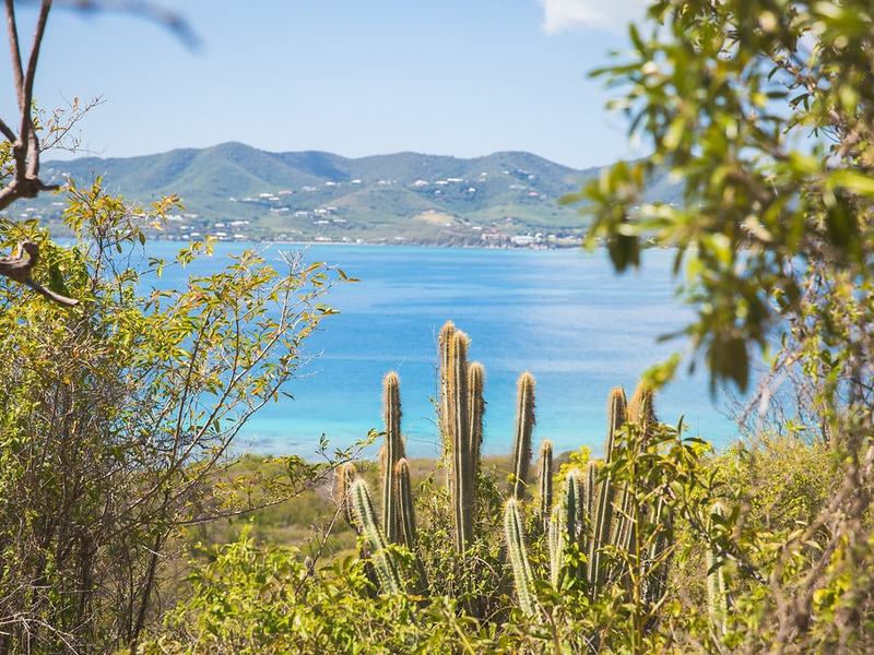 Cactus and turquoise bays seen from the Buck Island trail