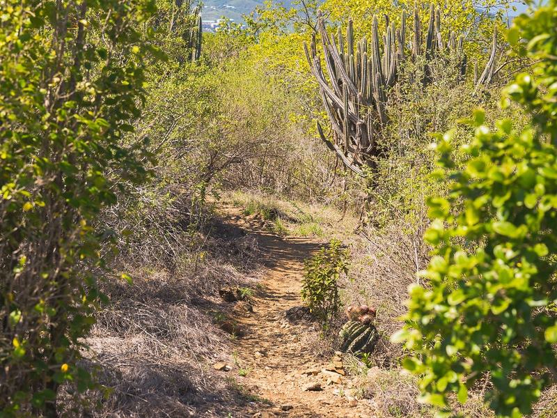 The shaded hiking trail to the top of Buck Island