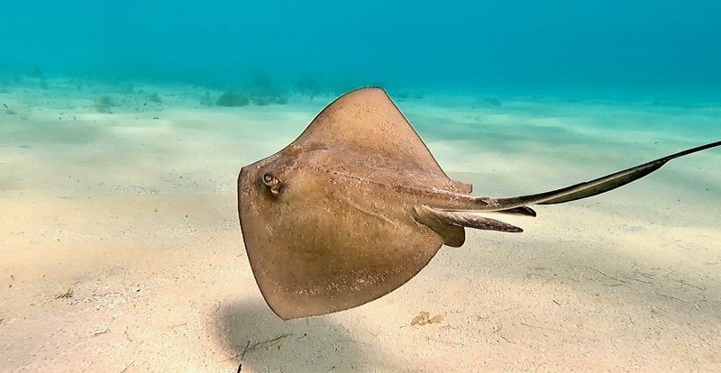 Southern stingray gliding over the sand near Buck Island, St. Croix